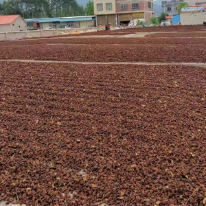 Anís Estrellado de Otoño de Alta Calidad, Seco, Crudo, Condimento 100% Puro de Guangxi, Larga Duración (24 Meses), Hierbas y Especias - Product Image 3