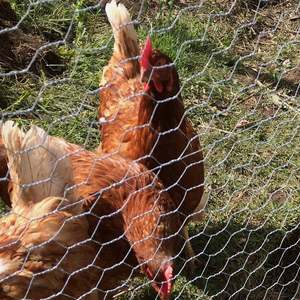 Mạ kẽm nóng 8 chân cao gà Coop dây lưới CuộN 1/2 "3/4 inch lưới lục giác hàng rào - Product Image 1