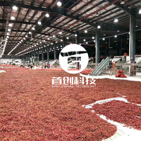 Sécheur à bande transporteuse continue de 10 tonnes pour piments, avec circulation d'air chaud, ligne de séchage pour piments rouges et piments