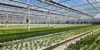 Venlo-type glazen kas met intelligent systeem voor hydroponische teelt van groenten, fruit en bloemen
