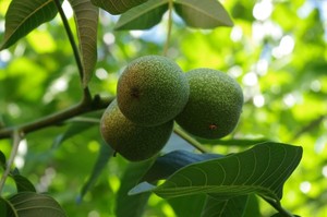 Dinh Dưỡng Hạt Hạt, Nâu Óc Chó Hạt, Nửa Óc Chó Hạt - Product Image 5