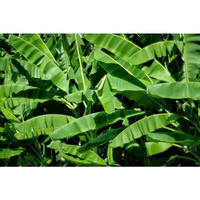 Feuilles de bananier vertes fraîches 100% naturelles, coupées, pour l'emballage alimentaire et la cuisson à la vapeur, Dong Nai-Vietnam EXO