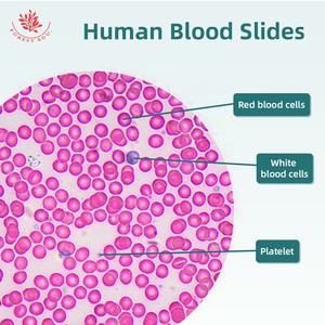 Microscópio Biológico para Imagem de Sangue Humano: Eritrocitos e Leucócitos – Seção de Amostra Clara e Fácil de Observar - Product Image 2