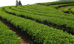 Pasokan Pabrik Grosir Bubuk Ekstrak Teh Hijau Murni Ekstrak Teh Hijau 98% Senyawa - Product Image 4