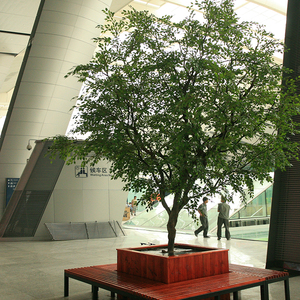Impermeable grande Natural de plantas <span class=keywords><strong>Bonsai</strong></span> Artificial Banyan árbol Artificial árbol Ficus - Product Image 5