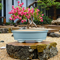 Pots à bonsaï en argile violette de qualité supérieure de 21 cm, design moderne artisanal, céramique écologique, plantes succulentes de jardin, cactus, traditionnel
