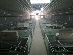 Jaulas de Parto para Cerdas de Acero Galvanizado en Caliente con Piso de Rejillas Triangulares - Product Image 6