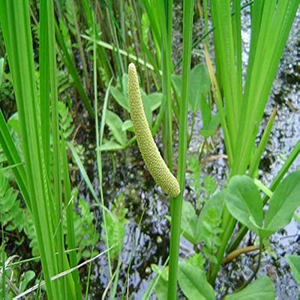วัตถุดิบธรรมชาติรากวัชหวานแห้งเกรดอาหาร (Acorus Calamus) สำหรับชงชาและผลิตอาหาร - Product Image 3