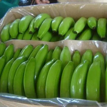 Banane japonaise fraîche vert, produit première qualité exportation
