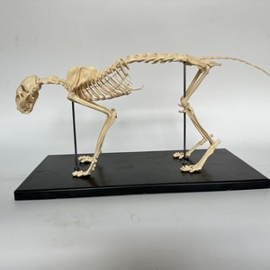 Modelo de Esqueleto de Gato <span class=keywords><strong>para</strong></span> Ciencias Médicas, Modelo de Huesos de Gato <span class=keywords><strong>para</strong></span> Estudio - Product Image 5