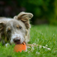 2026 Innovativer Interaktiver Katzen- und Hundespielball - Elektrisch Beweglicher Haustier-Spielzeugball aus TPU-Material