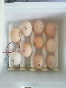 Aves domésticas granjas de galinha Incubatório do ovo grande pequeno <span class=keywords><strong>mini</strong></span> automático completo 100 200 500 1000 incubadora do ovo para a venda - Product Image 6