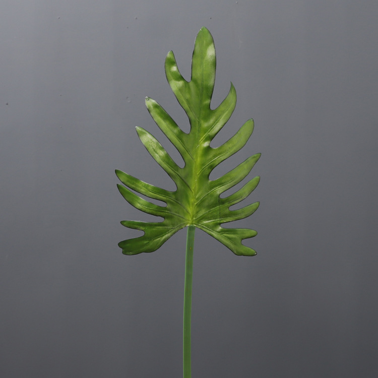 Longues feuilles de taro