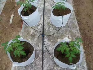 <span class=keywords><strong>Goutteur</strong></span> à flèche pour irrigation économe en eau 1/2 1/4 coudé droit pour serre et arbres fruitiers en pot - Product Image 6