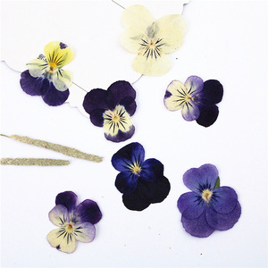 Secado prensado púrpura Amarillo Blanco Pansy <span class=keywords><strong>Corydalis</strong></span> Suaveolens Hance flor plantas herbario para joyería Fabricación de postales - Product Image 3