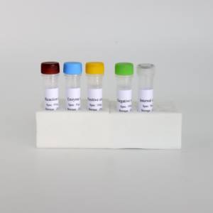 <span class=keywords><strong>Kit</strong></span> qPCR du gène gB du virus de la pseudorage à haute sensibilité | 50 tests/certifiés CE - Product Image 6