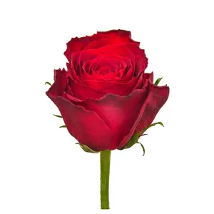 Flores de corte fresco premium do Quênia para Madame Rosa vermelha Intensa Cabeça grande haste de 70 cm Varejo por atacado de rosas frescas