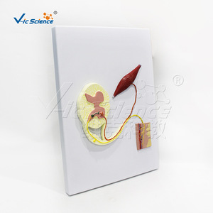 Modèle d'anatomie fonctionnelle de la moelle épinière humaine, structure neuronale, démonstration pédagogique, aide à l'enseignement médical - Product Image 1