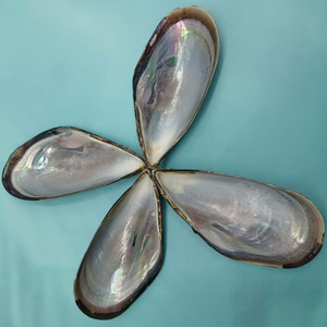 Almejas al por Mayor, Almejas Azules, Conchas Marinas, Almejas de Media Concha, Almejas de Primera Calidad para la Venta - Product Image 4