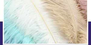 Vente directe d'usine, plumes d'autruche de 15 à 80 cm, plumes blanches pour spectacle sur scène, décoration de mariage DIY - Product Image 6