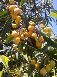 100% натуральный свежий фруктовый сок концентрат Chuanbei <span class=keywords><strong>Loquat</strong></span> со вкусом здорового пищевого сиропа от кашля и аромата - Product Image 5