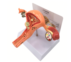 Modello di simulazione medica modello di dimostrazione dell'utero modello di formazione centro essenziale modello anatomico per gli studenti - Product Image 6