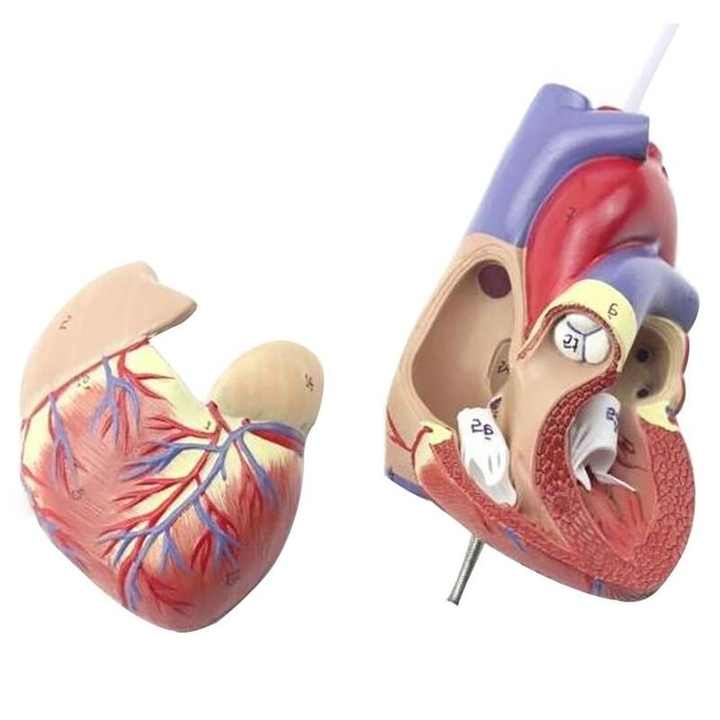 Anatomical Human Heart Model - Educational Teaching Tool