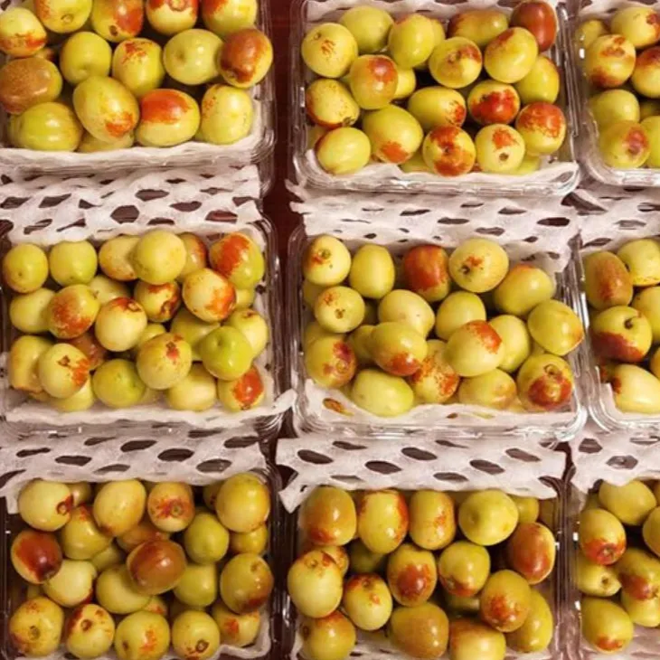 High quality fresh dates round sweet fresh winter jujube fruits from China