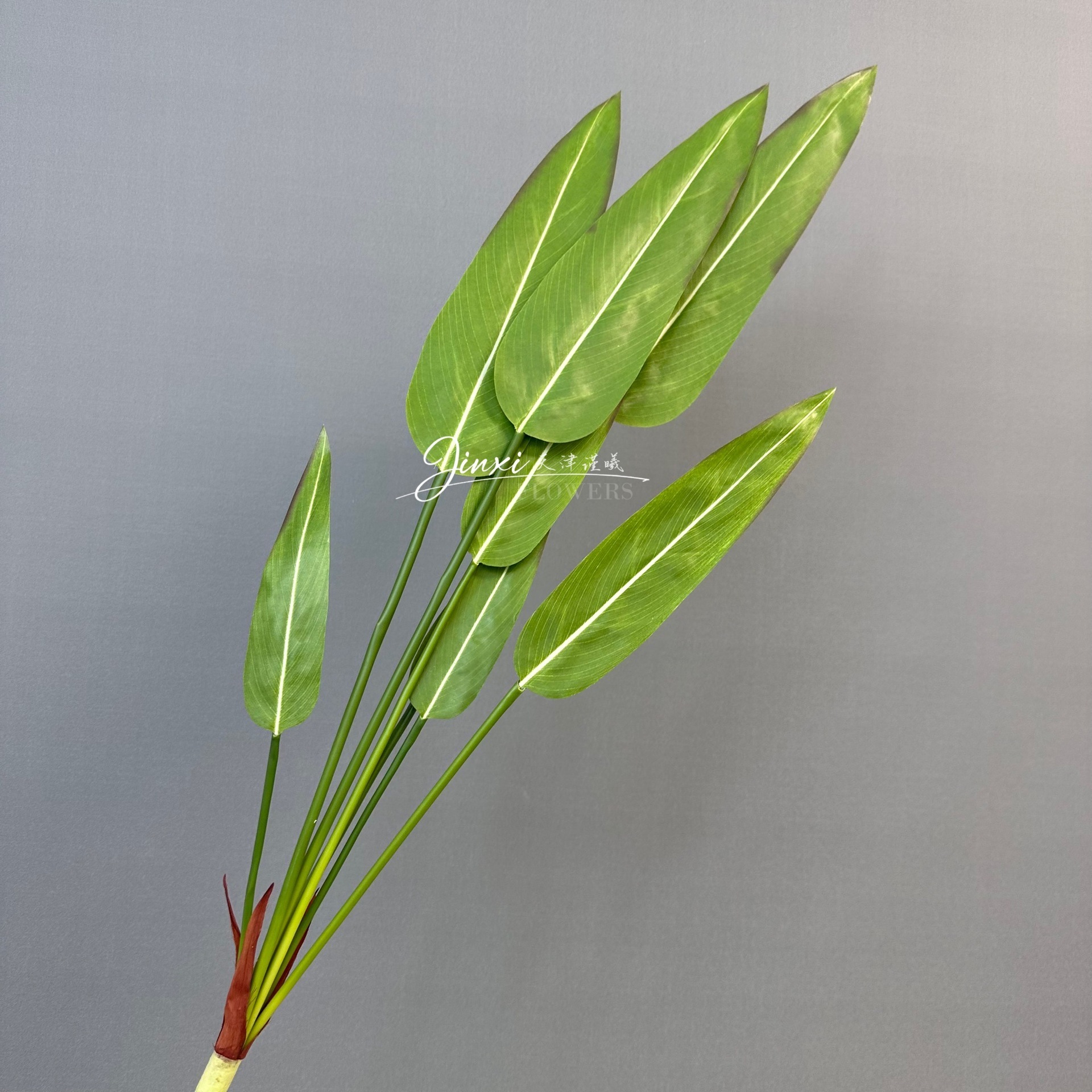 7 têtes de taro d'eau, 92 cm