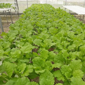 Kit completo de tienda de cultivo hidropónico, <span class=keywords><strong>para</strong></span> tubo de PVC fresa, sistema hidropónico - Product Image 6