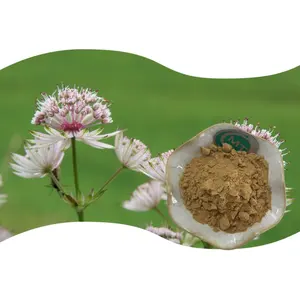 100% naturel sans additif Astrantia Major poudre 10:1 Astrantia Major extrait