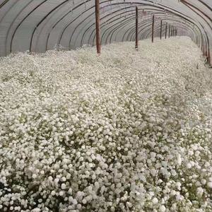 توريد بالجملة لزهور الجيبسوفيلا الطبيعية المجففة والمحفوظة، زهور أنفاس الطفل الأبدية، زهور الملايين من النجوم - Product Image 2