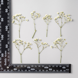 Autocollants de fleurs séchées de Gypsophila paniculata véritable, pour bijoux floraux, ongles, Fête des Mères, Pâques, Noël - Product Image 6