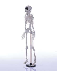 Esqueleto de Halloween de Plástico de 90 cm con Articulaciones Móviles, <span class=keywords><strong>Huesos</strong></span> Humanos, <span class=keywords><strong>Cuerpo</strong></span> Completo, para Decoración de Fiestas de Halloween - Product Image 4