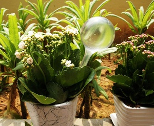 Globi Autoirriganti in Plastica <span class=keywords><strong>per</strong></span> Piante e Fiori da Interno ed Esterno - Product Image 4