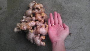 Raíces de Jengibre Frescas Molidas a Precio Económico, Especias de Vietnam, Naturales, Orgánicas, Sin Moho, Alta Calidad - Product Image 2