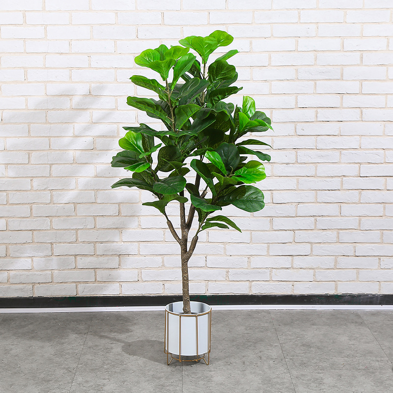 Ficus lyrata 140cm y + pot en fer blanc