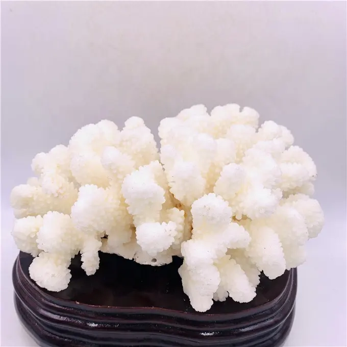 Doğal kaya beyaz mercan numune ham kuvars taş fiyat süslemeleri