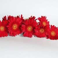 2023 50-60cm, 20 buah batang panjang potongan segar bunga dasar Gerbera reest dari Farmland dengan harga kompetitif