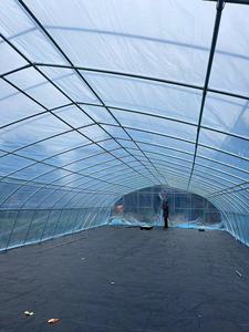 Grande <span class=keywords><strong>serre</strong></span> agricole à tunnel haut pour la culture de la <span class=keywords><strong>tomate</strong></span>, <span class=keywords><strong>serre</strong></span> verte - Product Image 6