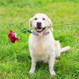 Coleira de Cão Personalizada com Logo, Estampa de Flor Rosa Vermelha, Coleira Durável com Fivela de Metal - Product Image 5