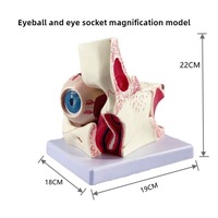 Modèle d'éducation scientifique médicale Grossissement 3X Oeil humain et modèle anatomique de paupière orbitale