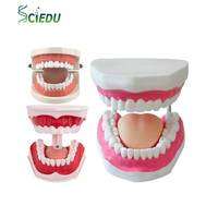 Grands modèles anatomiques dentaires 6x, modèle de dents pour l'hygiène buccale, pour l'enseignement dentaire, en PVC