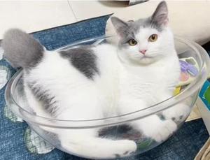 Trong suốt Acrylic bán cầu chống bụi hiển thị bìa, trang trí chụp đèn, bán tròn mèo Giường nhựa cây nhà - Product Image 5