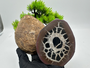 Vente en gros de plaques de concretions septariennes pour la décoration de la maison et du bureau, collection et ornement artisanal - Product Image 2