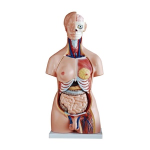 XC-208 модель туловища человека 85 см двойной Секс туловище 40 частей - Product Image 1