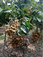 Biologische verse Longan vruchten Vietnam Dunne schil Sappige vruchtvlees Lange houdbaarheid 60 dagen Koel opslag 100% natuurlijk Klaar om te eten VietGAP
