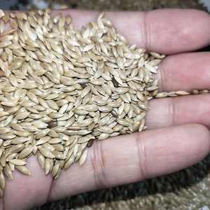 מזון ציפורים בתפזורת ללא GMO זרעים מיובשים זרעי קנריות לציפורים - Product Image 2