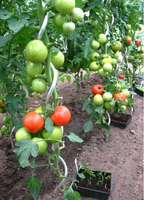 Support de plante grimpante en métal durable Piquets en spirale pour tomates de jardin Support de vigne grimpante verte Piquets de tomates torsadés