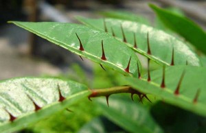 Extracto natural puro de <span class=keywords><strong>Zanthoxylum</strong></span> Nitidum 10:1 Radix Zanthoxyli - Product Image 2